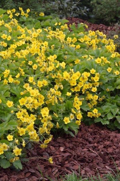 Waldsteinia ternata, Tuin en Terras, Planten | Tuinplanten, Vaste plant, Bodembedekkers, Halfschaduw, Ophalen