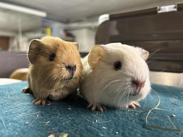 california cavia koppel, Dieren en Toebehoren, Knaagdieren, Mannelijk, Cavia, Februari, Tam
