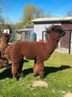 Jonge dekhengst, Dieren en Toebehoren, Overige Dieren, Juni, Mannelijk