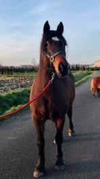 Gezocht: Halve stal / Bijrijder (18+), Dieren en Toebehoren, Paarden, Ruin, Minder dan 160 cm, Recreatiepaard