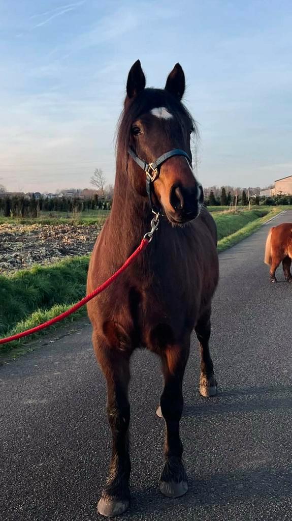 Gezocht: Halve stal / Bijrijder (18+), Dieren en Toebehoren, Paarden, Ruin, Minder dan 160 cm, Recreatiepaard