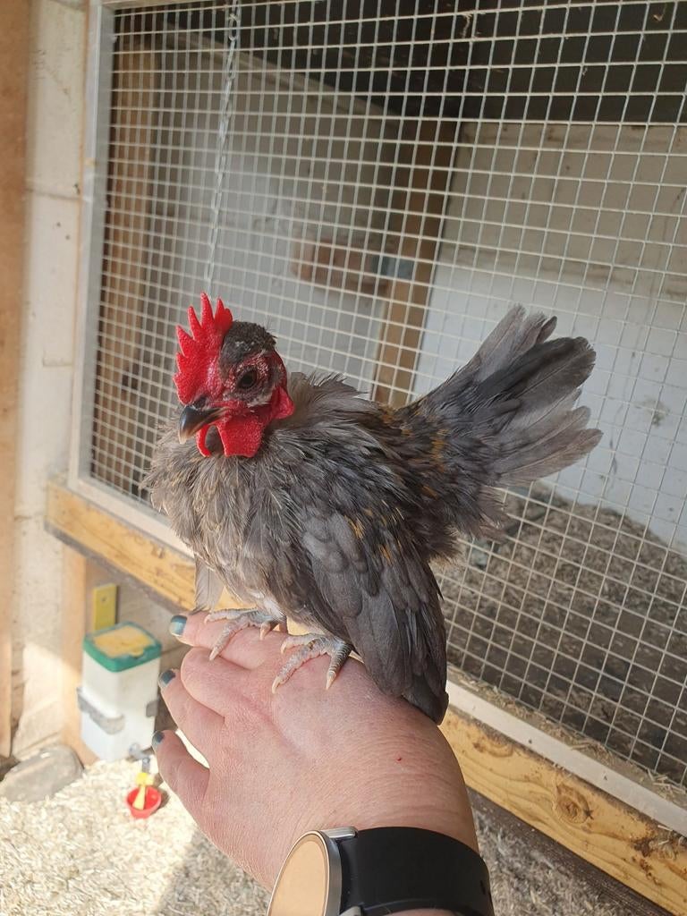 serama kaalnek haantje, Animaux & Accessoires, Volatiles