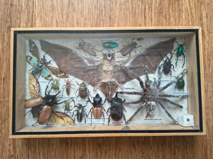 Grote Taxidermie Stolp/Kast - Insecten, Vogelspin Vleermuis, Maison & Meubles, Accessoires pour la Maison | Fleurs séchées, Enlèvement ou Envoi