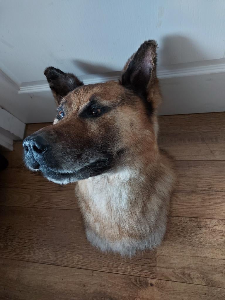 Tête en peluche, chien, taxidermie, crâne, curiosités, cerf,, Collections, Collections Animaux, Enlèvement, Chien ou Chat, Bois ou Tête