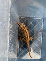 Gargoyle koppel, Dieren en Toebehoren, Reptielen en Amfibieën, Hagedis, Tam, 3 tot 6 jaar