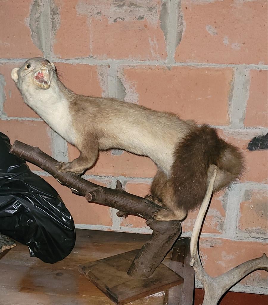 Opgezette marter, Verzamelen, Dierenverzamelingen, Ophalen