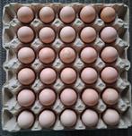 30 verse broedeieren, Dieren en Toebehoren, Pluimvee