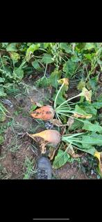 Voederbieten, Tuin en Terras, Planten | Tuinplanten, Ophalen