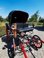 Sierkoets te koop, Dieren en Toebehoren