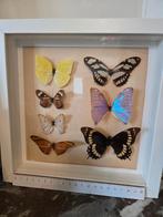 2 cadres avec papillons exotiques en peluche — décoration, Enlèvement ou Envoi