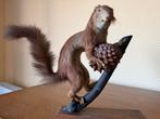 Taxidermie: eekhoorn, Ophalen, Overige soorten, Opgezet dier