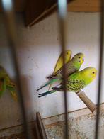 PERRUCHES EN HERBE DE DIFFÉRENTES COULEURS, AVEC OU SANS CAG, Animaux & Accessoires, Plusieurs animaux, Perruche, Domestique