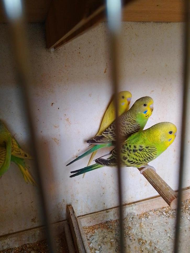 VERSCHILLENDE KLEUREN GRASPARKIETJES met of zonder KOOI, Dieren en Toebehoren, Vogels | Parkieten en Papegaaien, Parkiet, Meerdere dieren