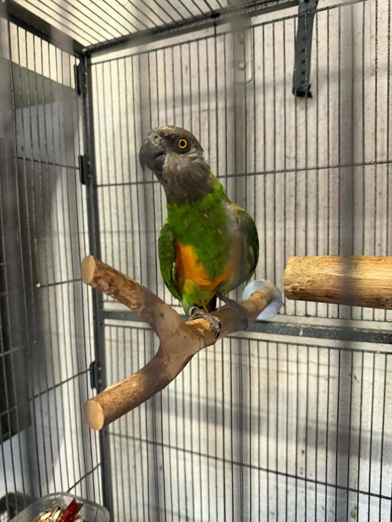 Femelle youyou Sénégal  2021, Animaux & Accessoires, Femelle