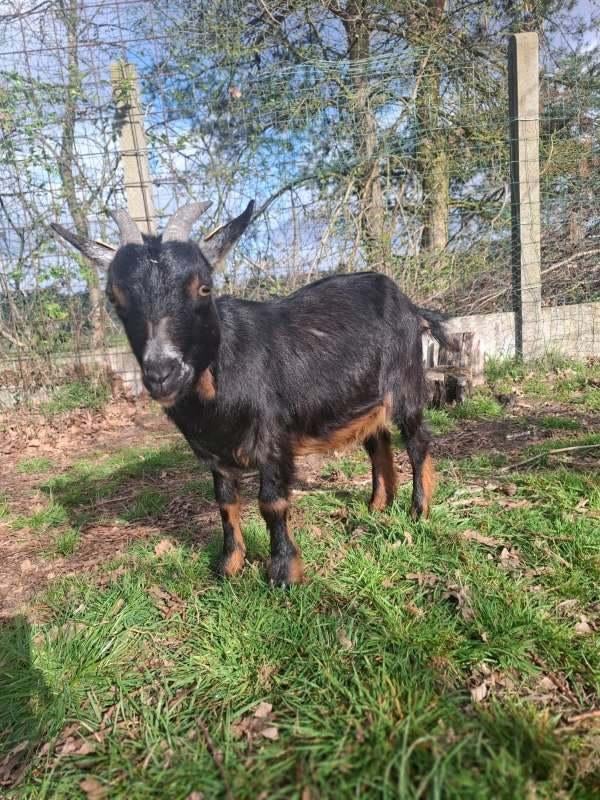 Dwerggeitje, Animaux & Accessoires, Femelle, Chèvre, 0 à 2 ans