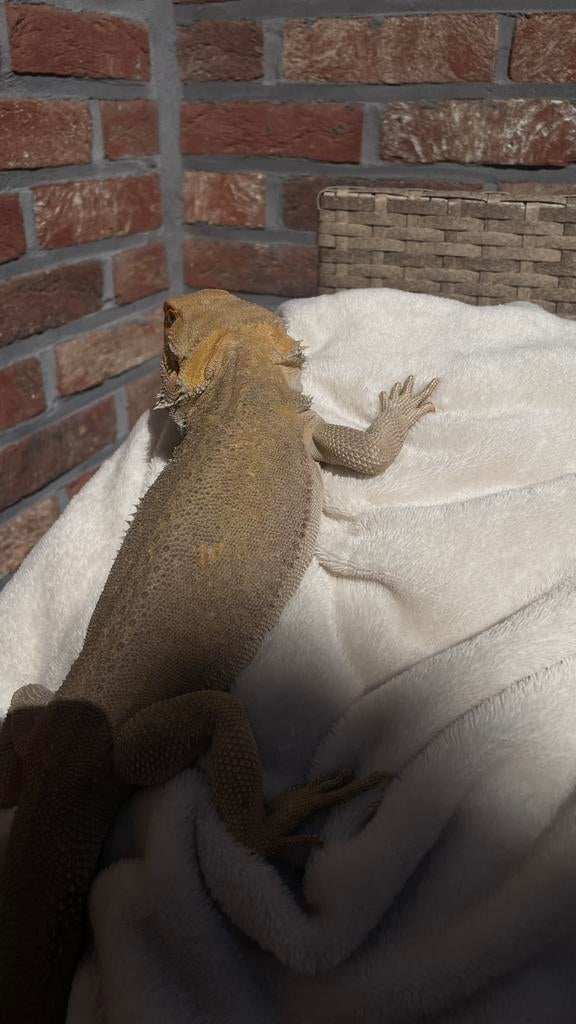 Baardagaam “witblits “ + terrarium