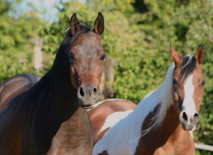 Jument pintabienne et arabe., Animaux & Accessoires, Chevaux & Poneys | Étalons & Juments poulinières, Jument