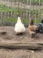 Kippen/hanen, Animaux & Accessoires, Volatiles, Poule ou poulet