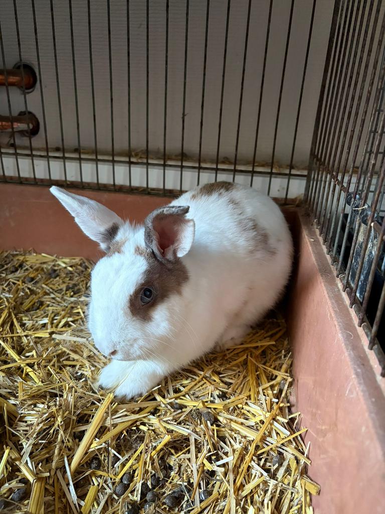 Mooi wit konijntje te koop (voedster van bijna 1 jaar oud), Vrouwelijk, Middelgroot, 0 tot 2 jaar