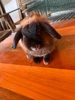 Lapin sous réservation, Articles professionnels, Agriculture | Aliments pour bétail, Enlèvement ou Envoi