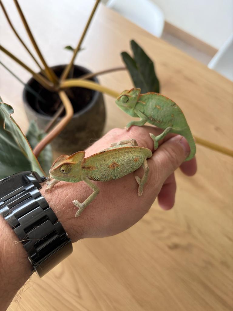1.1 Chamaeleo calyptratus, Animaux & Accessoires, Reptiles & Amphibiens, Lézard, 0 à 2 ans