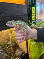 Prachtige furcifer pardalis prachtig van kleur, Dieren en Toebehoren, Reptielen en Amfibieën, Amfibie