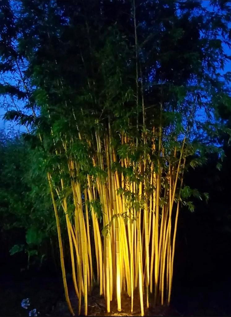 Bamboe  , reuzenbamboe  , phyllostachys vivax, Ophalen