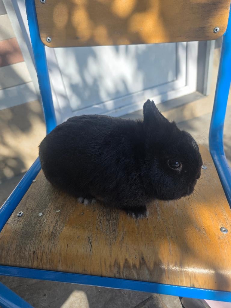 Lapin nain malle 1 ans (disp sur charleroi)., Dieren en Toebehoren, Mannelijk, Dwerg, 0 tot 2 jaar