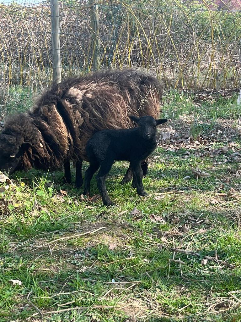 Ouessant rammetje zwart geboren 20/4/2026, Dieren en Toebehoren, Mannelijk, Schaap, 0 tot 2 jaar