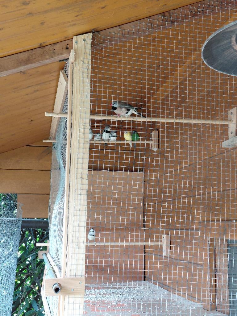 Spitstaartman, Mâle, Oiseau tropical