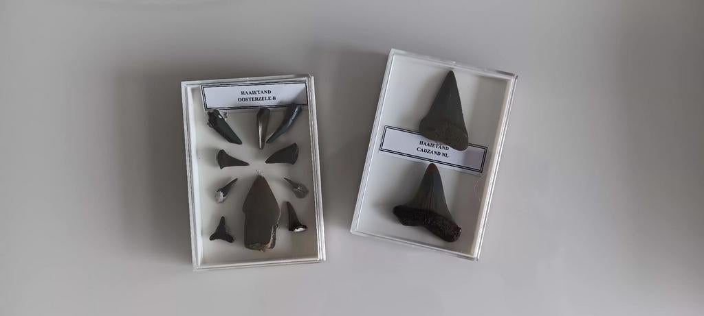 Haaientanden, Collections, Collections Animaux, Enlèvement ou Envoi, Utilisé, Autres, Autres types