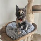 Maine coon xxl kittens met kampioen stamboom Russisch lijn, Dieren en Toebehoren, Meerdere dieren, Met stamboom, 0 tot 2 jaar