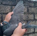 Postduif Leus kweek duivin., Dieren en Toebehoren, Vogels | Duiven, Vrouwelijk, Postduif