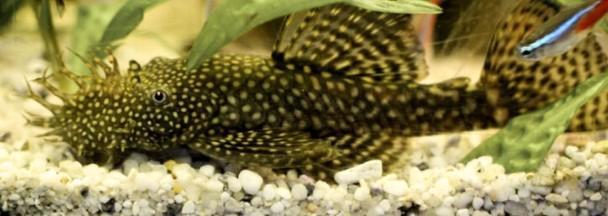 Aquariumvissen, Dieren en Toebehoren, Vissen | Aquariumvissen, Zoetwatervis, Vis