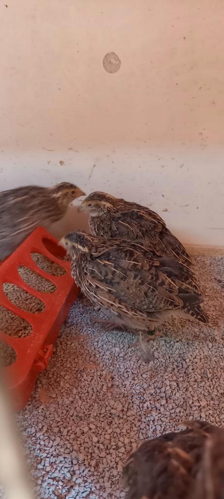 Inlandse kwartels 2025, Dieren en Toebehoren, Pluimvee, Overige soorten, Meerdere dieren