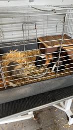 Cavia’s, Animaux & Accessoires, Enlèvement, Niche, Cobaye