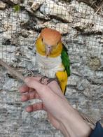 Caique eam 2024, Sexe inconnu, Perroquet, Parleur