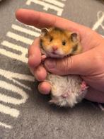 Hamster dore Syrische langharige hamster angora, Hamster, Février, Domestique, Femelle