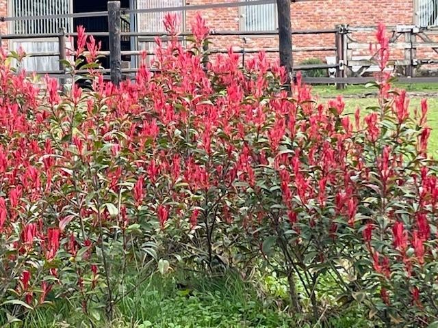 Photinia fraseri 'Carré Rouge' supermooi rood Glansmispel, Jardin & Terrasse, Plantes | Arbustes & Haies, Haie, Autres espèces