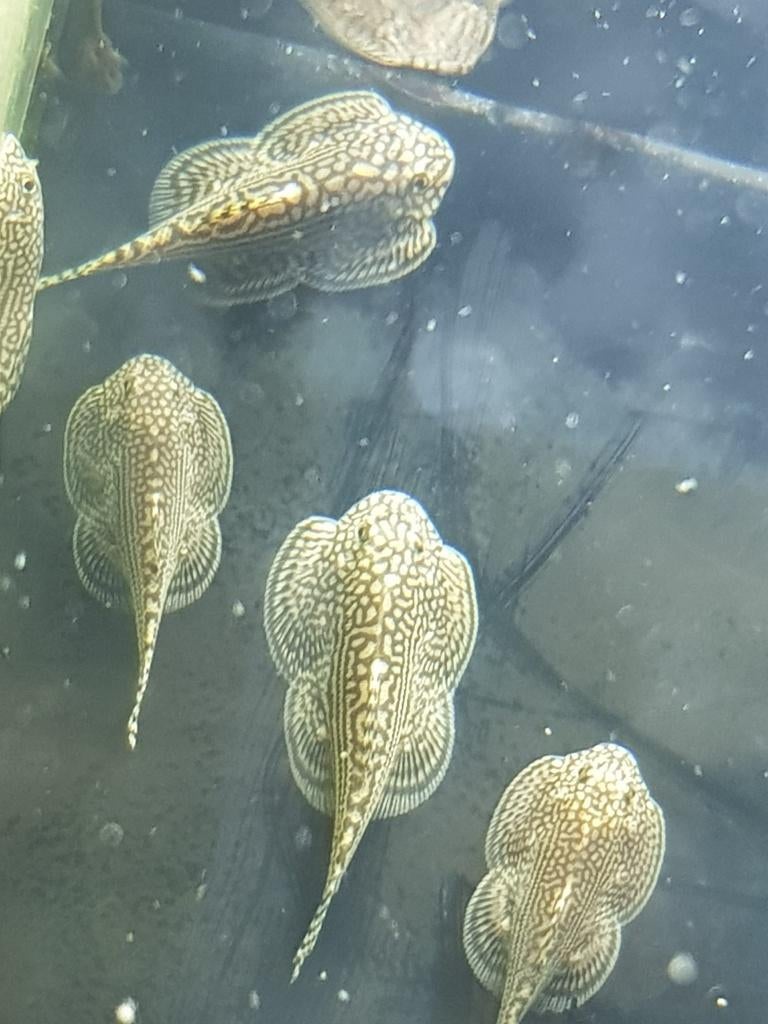 Hobbyaquarium  Sewellia Lineolata Zat 14&Zon 15 maart aktie, Dieren en Toebehoren, Vis, Zoetwatervis, Schoolvis