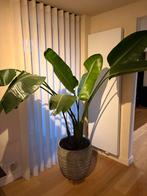 Strelitzia nicolaï met pot, Plante à fleurs, Enlèvement, En pot, 150 à 200 cm