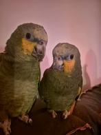 Papegaai oranjevleugel amazone 2 jaar, Dieren en Toebehoren, Papegaai, Tam