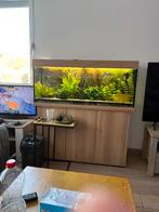 Aquarium Jewel, Enlèvement, Utilisé, Aquarium d'eau douce rempli