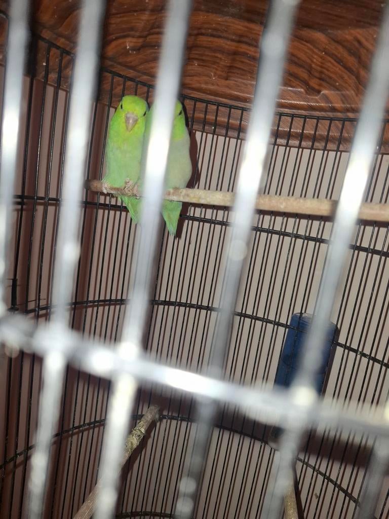 Forpus, Dieren en Toebehoren, Vogels | Parkieten en Papegaaien