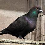 Post duiven, Dieren en Toebehoren, Vogels | Duiven