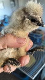 Kuikens 2weken, Dieren en Toebehoren, Ophalen