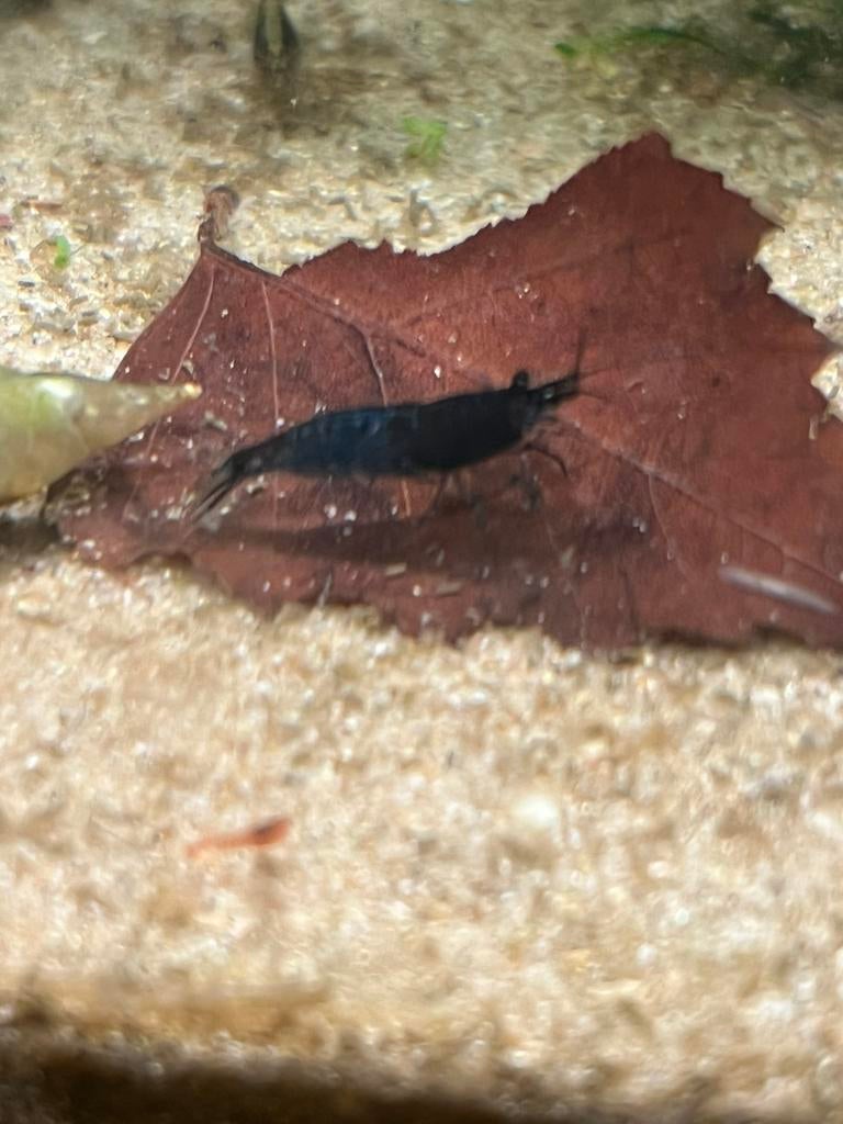 Aquarium, complète exceptionnel, Animaux & Accessoires, Reptiles & Amphibiens