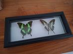 Vlinder, Ophalen of Verzenden, Nieuw