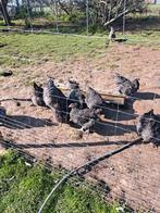 mechelse koekoek, hanen en eieren te koop, Dieren en Toebehoren