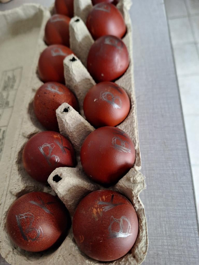 Marans koperhals broedeieten